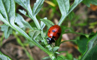 Mengoptimalkan Proses Impor dan Ekspor dengan Teknis Bea Cukai Komodo Akurat